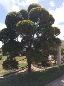 Tree Shaping Melbourne  